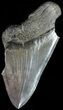 Partial, Serrated, Fossil Megalodon Tooth #49496-1